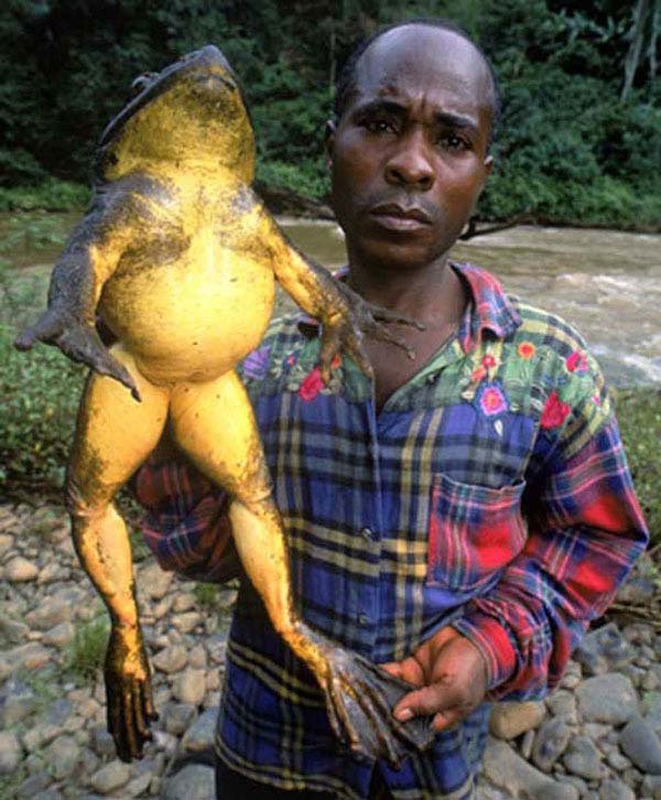 1749199988 34 20 Animais gigantes que realmente 11.) African goliath frog: You can find these big frogs in Cameroon. They can live up to 15 years and will eat anything: bugs, snakes, other frogs, dreams.