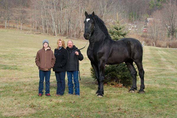 1749199988 35 20 Animais gigantes que realmente 1.) Percheron supremo campeão mundial: Este enorme cavalo está 19 mãos de altura e é um campeão do mundo por uma boa razão.