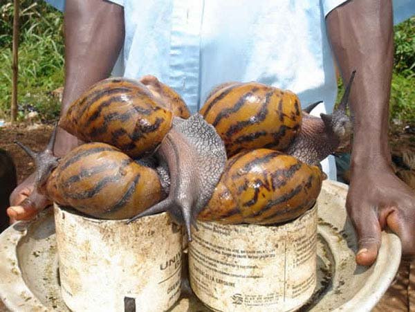 1749199988 443 20 Animais gigantes que realmente 13.) African giant snail: Escargot? More like escar-NO. This giant snail is found in East Africa and can reach up to 8 inches in length. It's a nuisance pest of urban areas, and it spreads human disease.