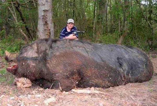 1749199988 5 20 Animais gigantes que realmente 10.) Giant hog: This wild, giant hog was taken down by an 11 year-old hunter. Think it’s fake? His name was Jamison Stone (the boy, not the hog). The pig weighed 1,051 lbs and measured 9-feet-4 from the tip of its snout to the base of its tail.