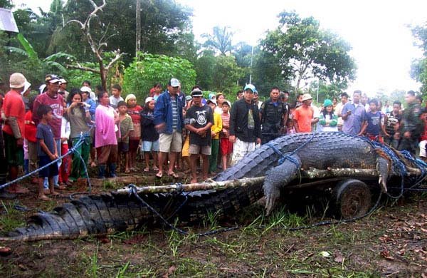 1749199988 629 20 Animais gigantes que realmente 18.) Saltwater crocodile: This is the largest crocodile that was ever captured, over 21 feet long. It was captured alive after a three week hunt.