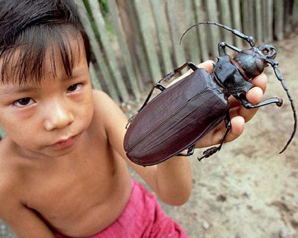 1749199988 724 20 Animais gigantes que realmente 6.) This beetle is found in South America, and the titan beetle is second only to the Hercules beetle in size. It can grow up to 6.5 inches.