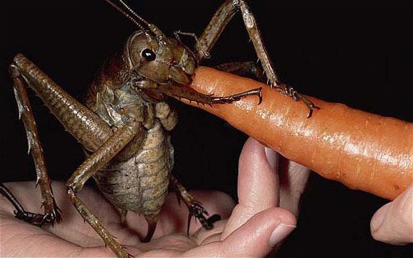 1749199988 747 20 Animais gigantes que realmente 19.) Giant weta cricket: Jiminy Cricket here is only found on a small island near New Zealand (the lesser Monster Island, next to Australia). It’s large enough to devour a carrot. And probably your hand.