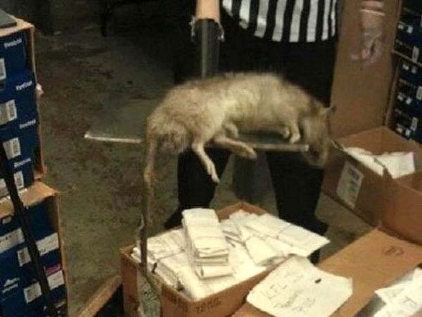 1749199988 768 20 Animais gigantes que realmente 16.) Giant rat: This huge rat was killed in a Bronx, NY Foot Locker back in January of 2012. It looks fake and people should hope it’s fake… but reports seem to indicate this was a real rat that was killed. And it was real big.