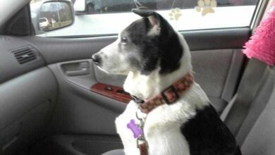 Este texto de adeus a uma cadela, vai te deixar com lágrima no olho… 1