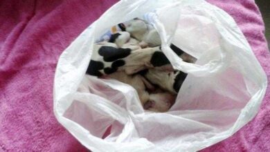 Cão se recusa a deixar saco. Quando um homem abriu a bolsa? Que horror!!