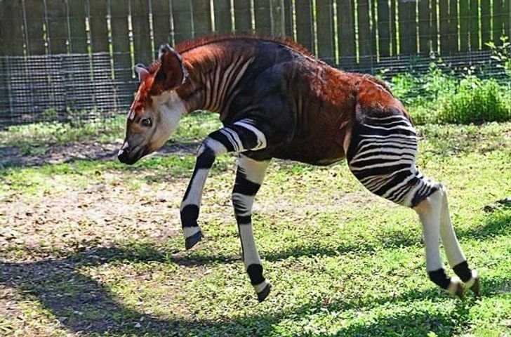 1749209949 830 21 animais que voce nao sabia que 22animais que você não sabia que existiam