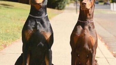 Cão agarra a bebê pela fralda e arrasta-a pelo quintal. Em seguida, a mãe vê o impensável…