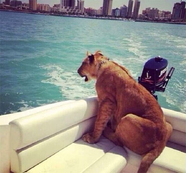 Animais de estimação exóticos