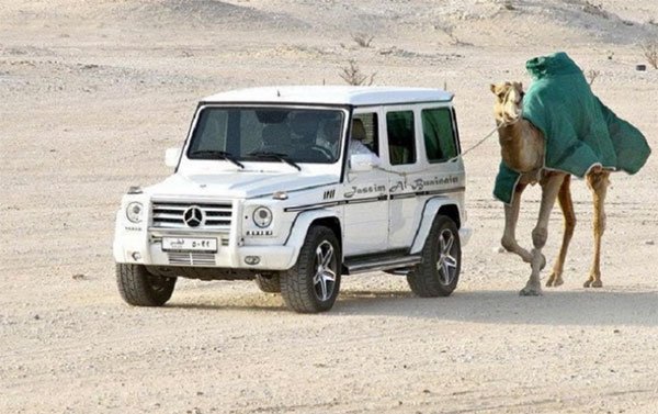 Levando o bicho de estimação para passear