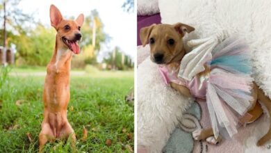 Cãozinho sem patas e seus irmãos que foram abandonados em uma caixa de papelão são resgatados