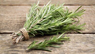 Propriedades do chá de alecrim