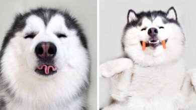 Conheça Maru, o Husky mais feliz do mundo