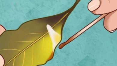 Veja por que você deve queimar folhas de louro em sua casa