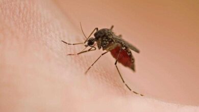4 tipos de pessoas que os mosquitos adoram picar