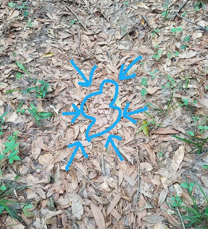 1749237549 879 Desafio voce consegue encontrar a serpente nesta imagem spotting-camouflage-snake-challenge-2