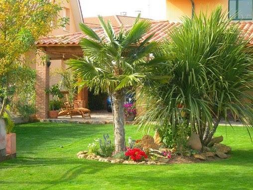 Tipos de palmeiras para jardim