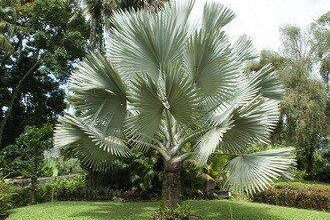 Tipos-de-palmeiras-para-jardim