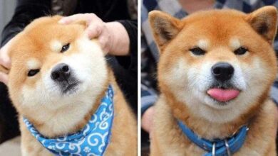 Conheça Ryuji, o cão mais expressivo do Japão