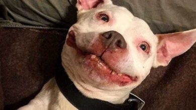 14 fotos que mostram o lado carinhoso e divertido dos pit bulls