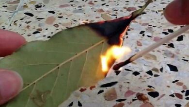 Queimar folhas de louro em sua casa traz estes dois benefícios incríveis