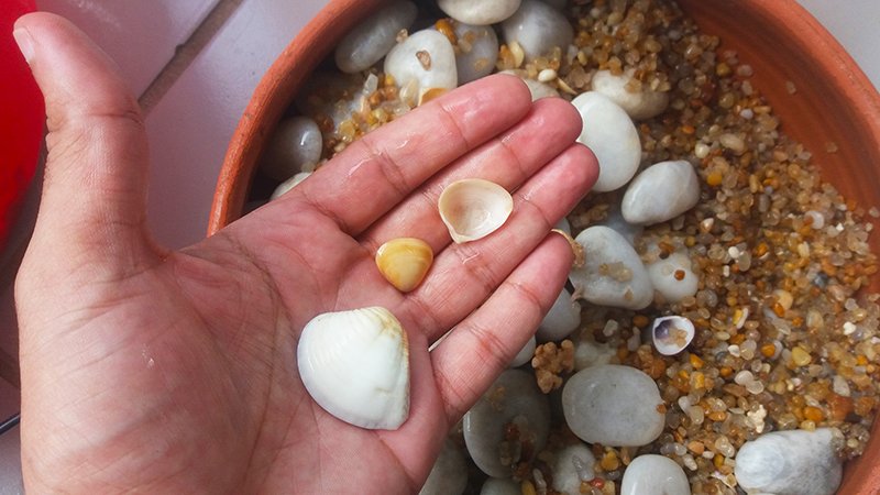 como fazer fonte de água decorativa conchas para a fonte