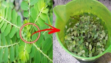 Benefícios do chá de quebra-pedra