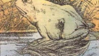 Você consegue encontrar o cavalo escondido nessa imagem?