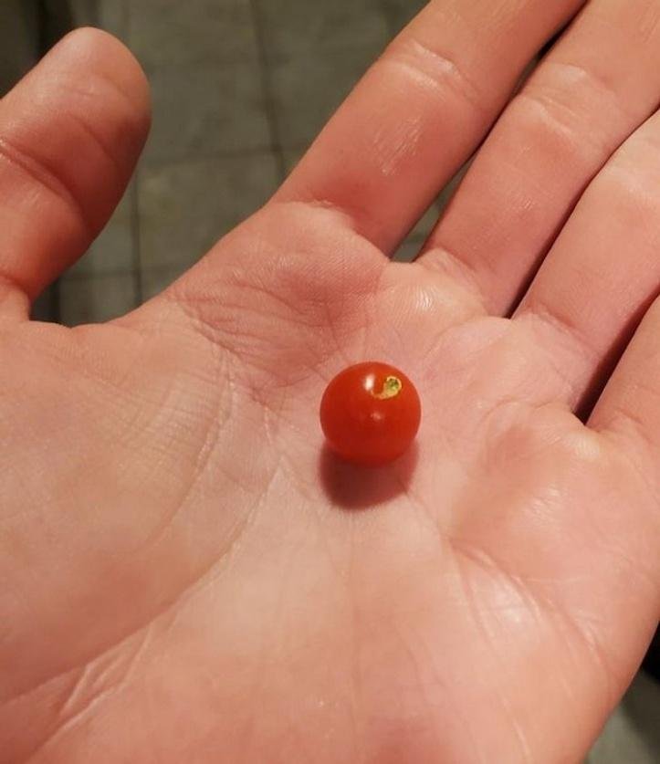 1749489325 135 20 achados da natureza que possuem um tamanho bastante desproporcional blank