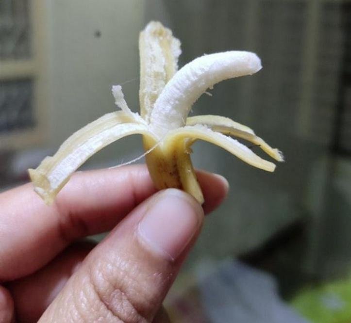 1749489325 210 20 achados da natureza que possuem um tamanho bastante desproporcional blank