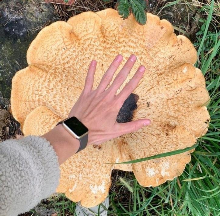 1749489325 423 20 achados da natureza que possuem um tamanho bastante desproporcional blank
