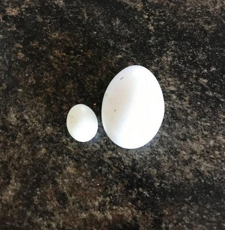 1749489325 823 20 achados da natureza que possuem um tamanho bastante desproporcional blank