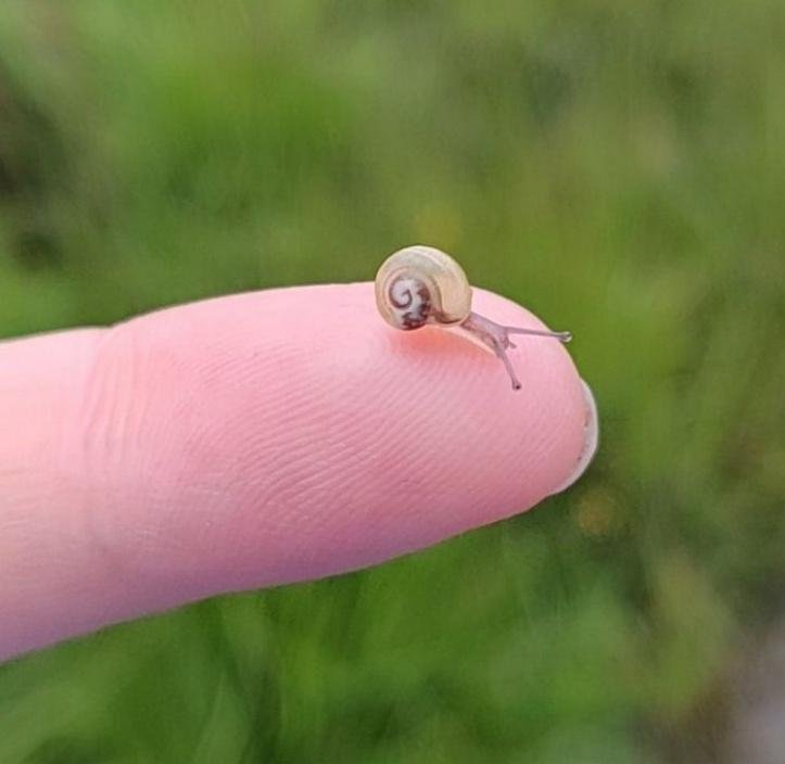 1749489325 824 20 achados da natureza que possuem um tamanho bastante desproporcional blank