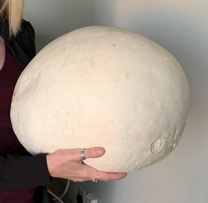 1749489325 938 20 achados da natureza que possuem um tamanho bastante desproporcional blank