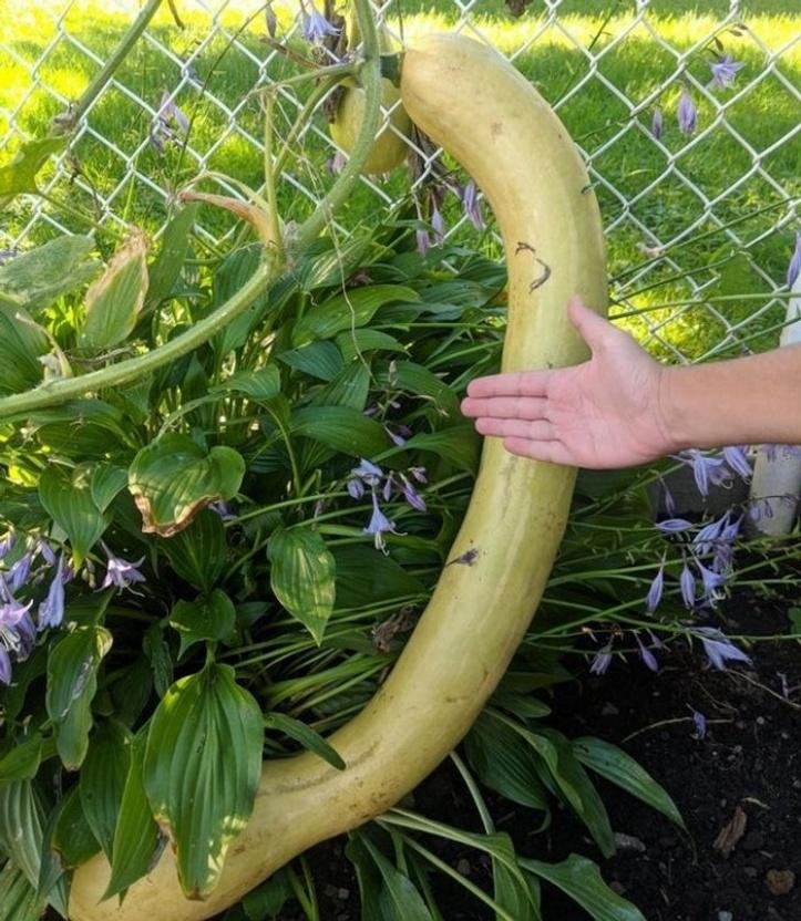 1749489325 999 20 achados da natureza que possuem um tamanho bastante desproporcional blank