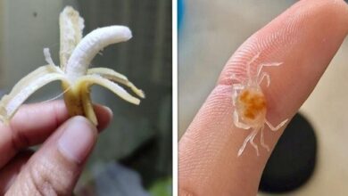 20 achados da natureza que possuem um tamanho bastante desproporcional