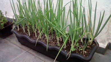 como-plantar-cebolinha