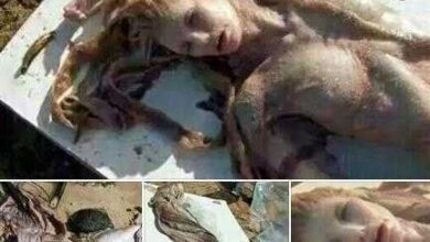 Corpo de Sereia é encontrado numa praia no BRASIL!