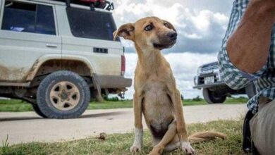 Cadela paralisada se arrasta por vários km a procura de ajuda
