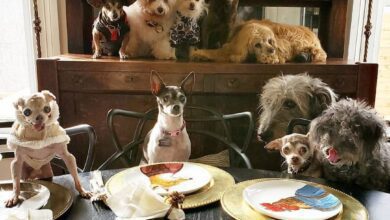 Homem dedica a vida a adotar animais que ninguém mais quer
