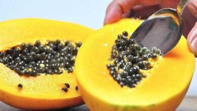 Benefícios da Semente de Mamão tf