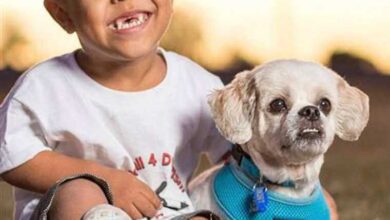 Garoto sofre bullying por sua aparência estranha. Então ele conhece um cão que muda sua vida