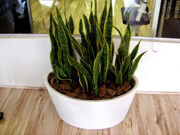 1749587048 591 11 Plantas para colocar dentro de casa e que nao