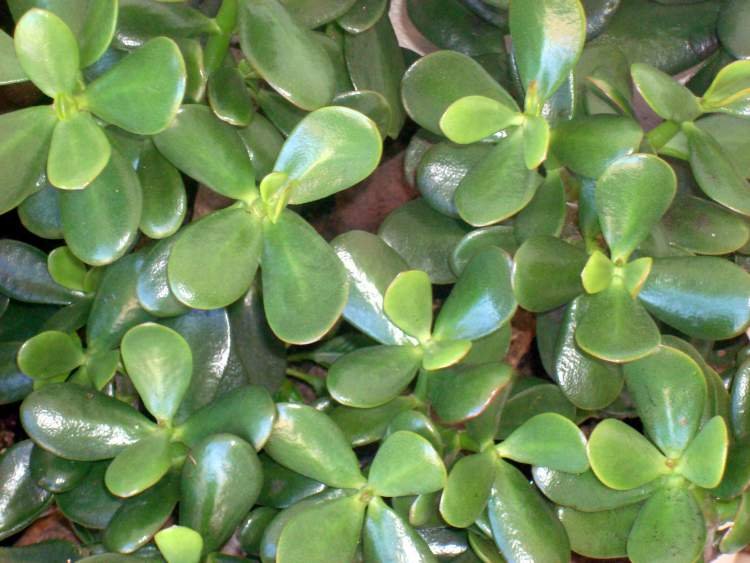 1749587048 939 11 Plantas para colocar dentro de casa e que nao