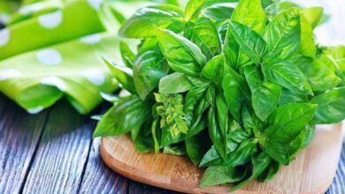 Você sabe para que serve o manjericão? Antibiótico natural, normaliza colesterol, elimina vermes…