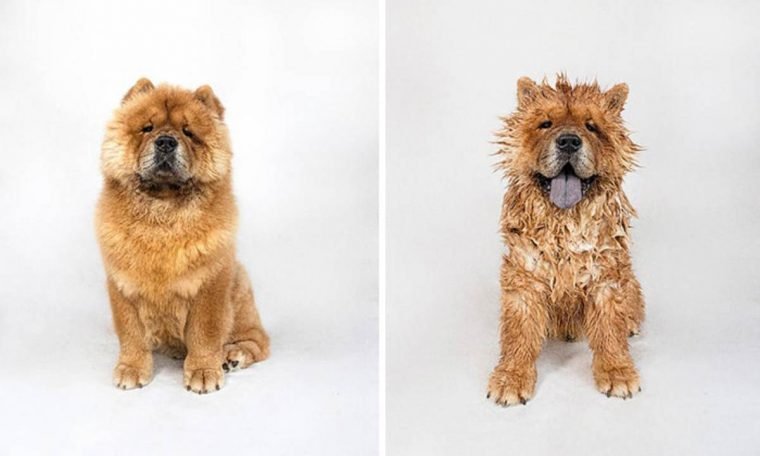 1749593057 215 15 imagens divertidas de caes antes e depois do banho