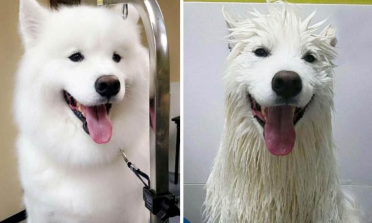 1749593057 266 15 imagens divertidas de caes antes e depois do banho