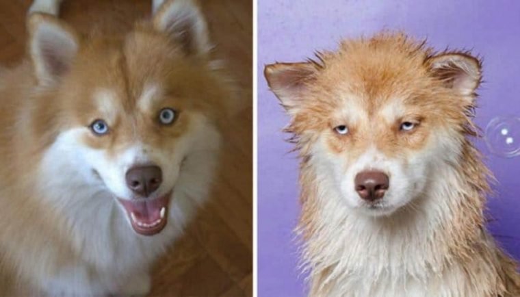 1749593057 506 15 imagens divertidas de caes antes e depois do banho