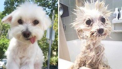 15 imagens divertidas de cães antes e depois do banho