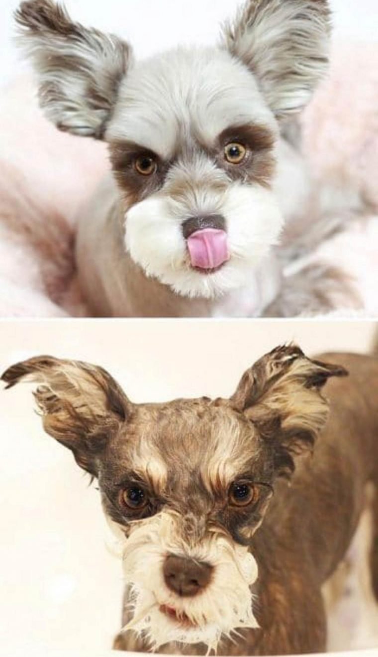 1749593058 259 15 imagens divertidas de caes antes e depois do banho